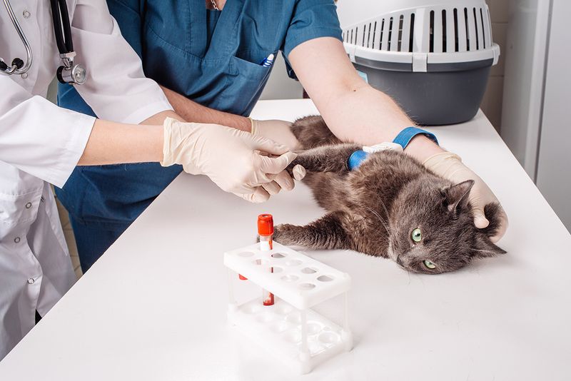 Toxoplasmosis
