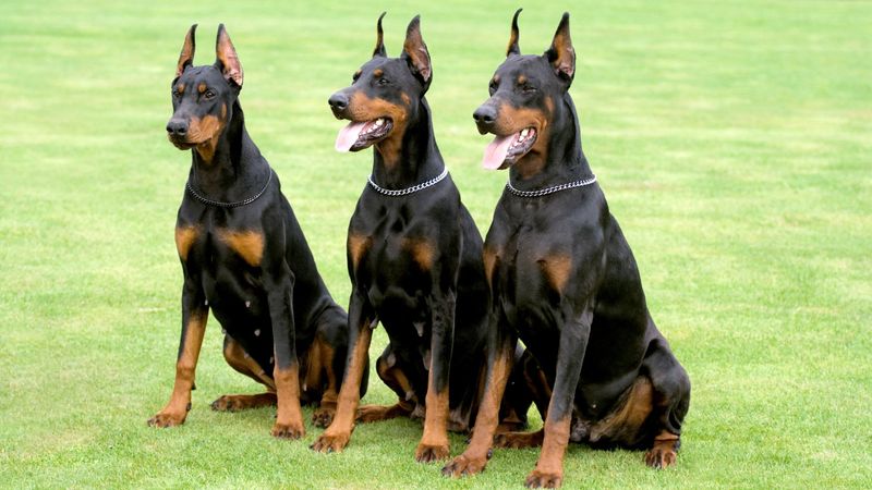 Training and Socialization