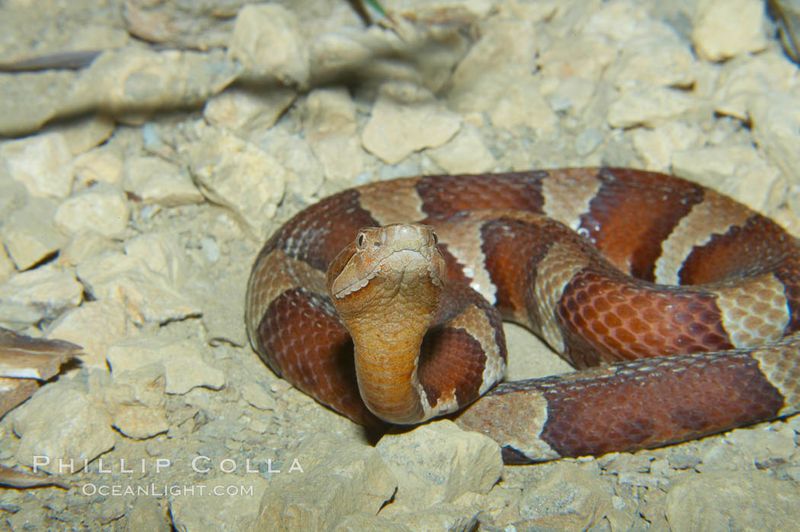 Trans-Pecos Copperhead