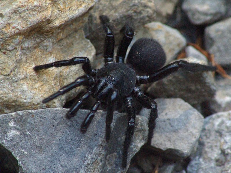 Trapdoor Spider