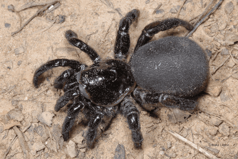 Trapdoor Spider