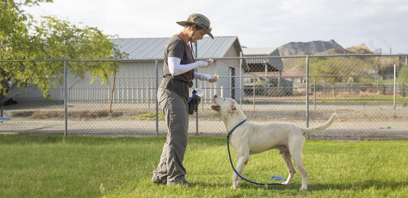 Treating All Dogs the Same