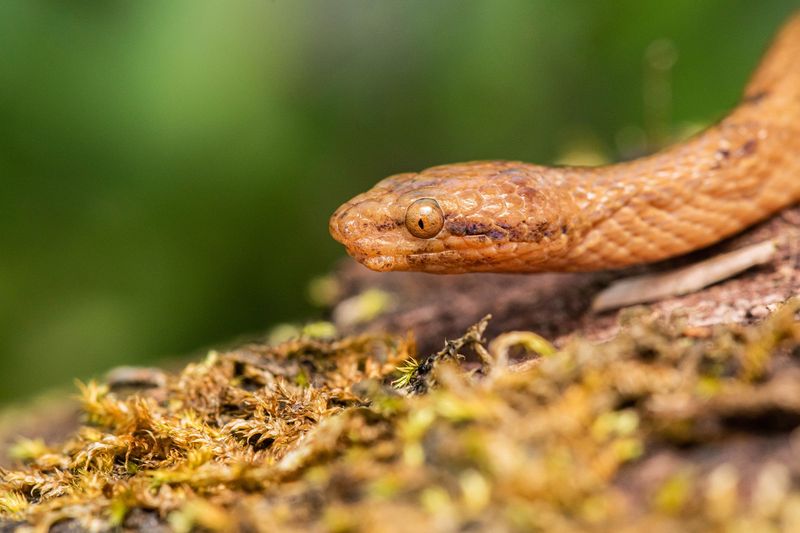 Tropidophis cacuangoae – Dwarf Boa