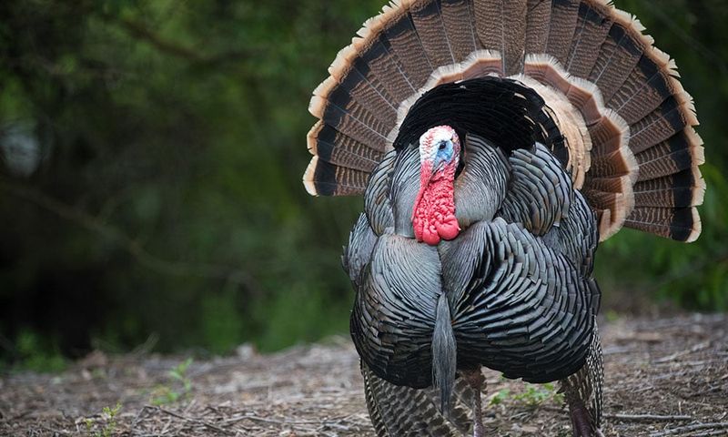 Turkeys