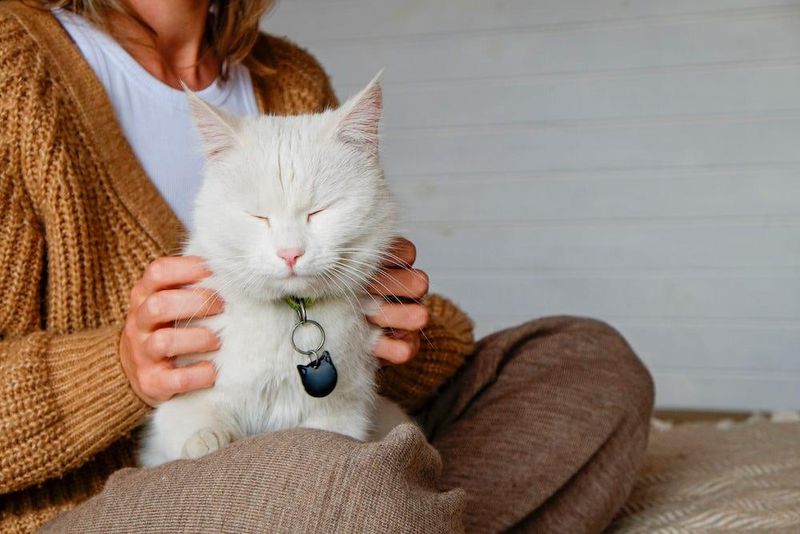 Turkish Angora