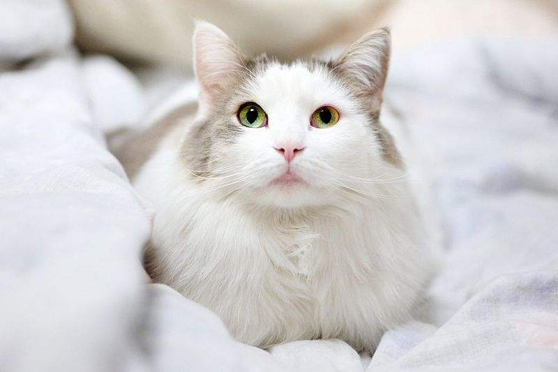 Turkish Angora