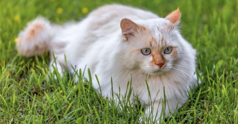 Turkish Angora