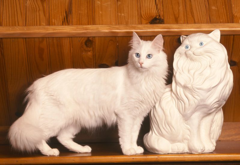Turkish Angora