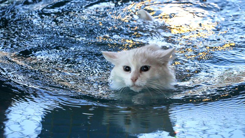Turkish Van