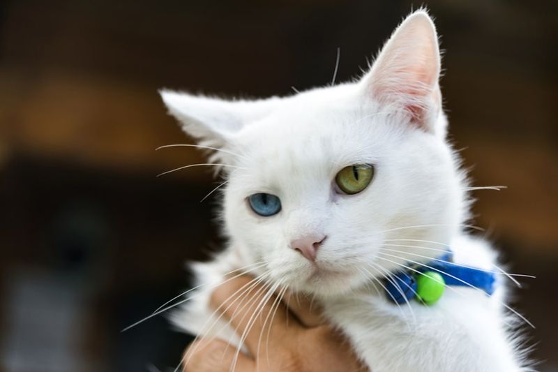Turkish Van