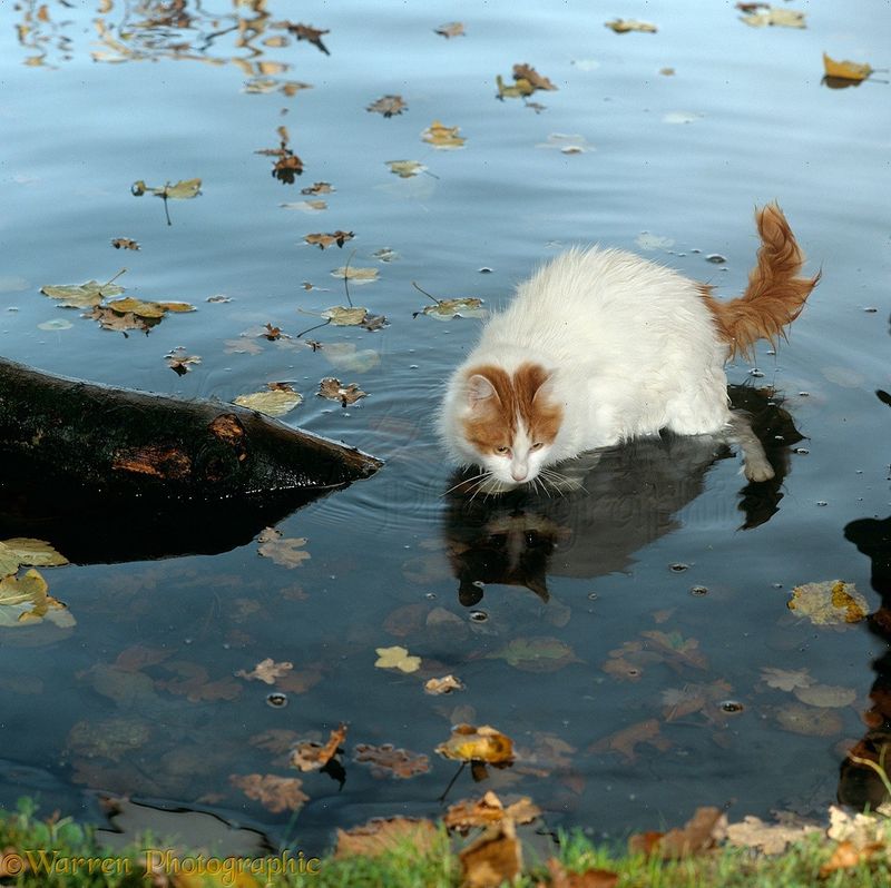 Turkish Van