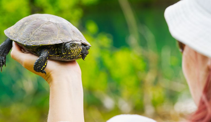 Turtle