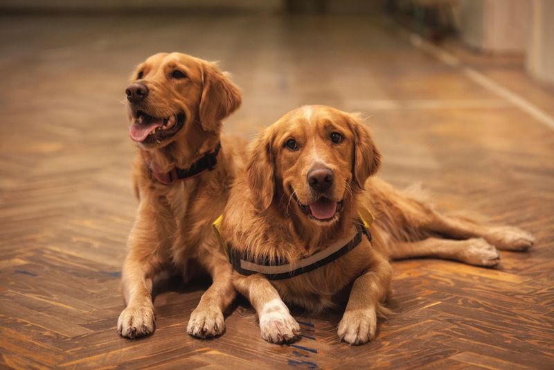 Twice the Companionship