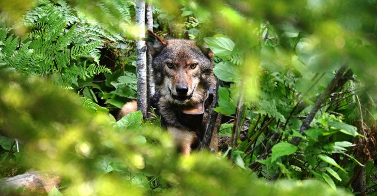U.S. Wildlife Refuges Where You’re Likely to See a Wild Wolf ...