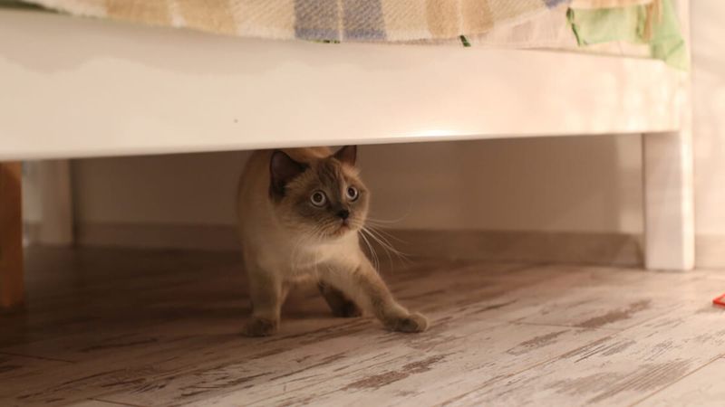Under the Bed