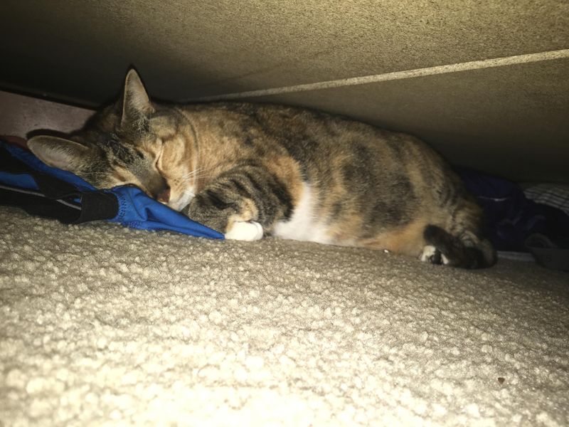 Under the Bed