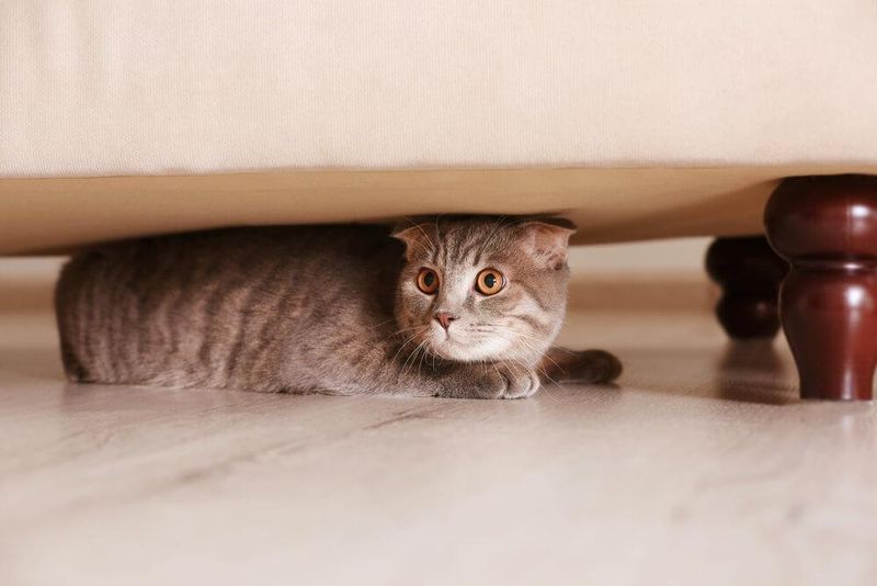 Under the Couch