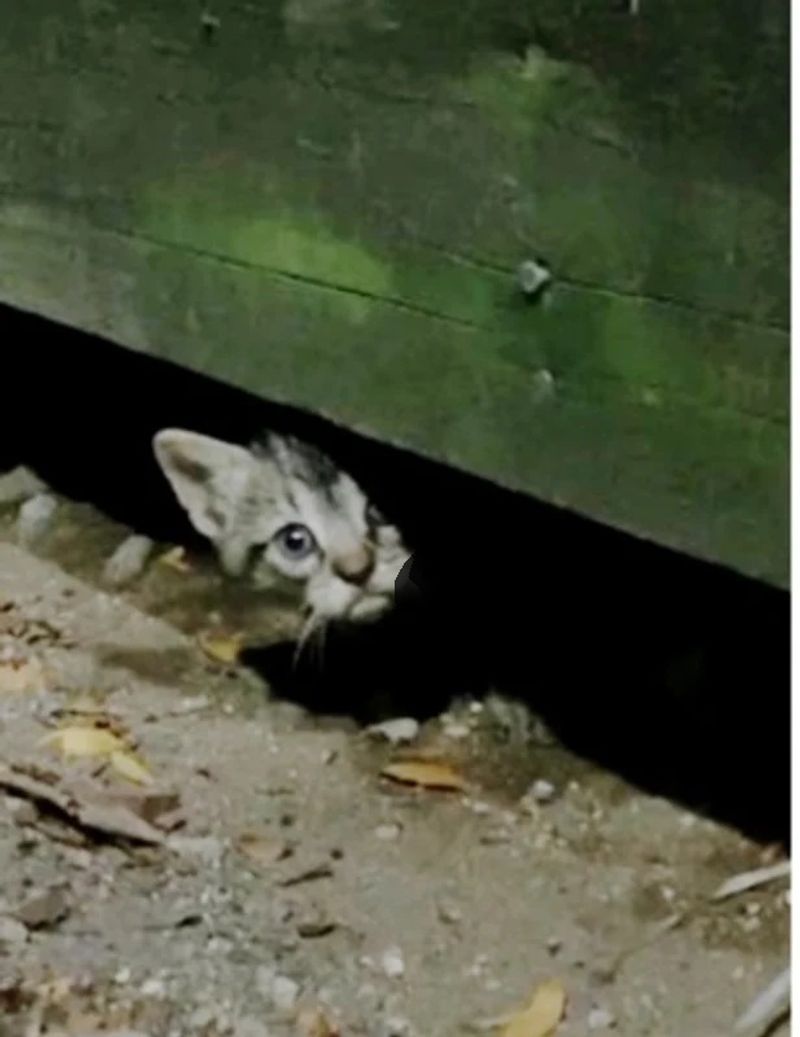 Under the Porch