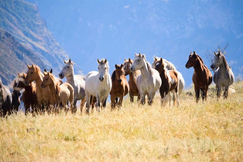 Understanding Herd Dynamics