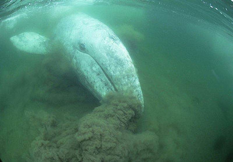Unique Feeding Behavior