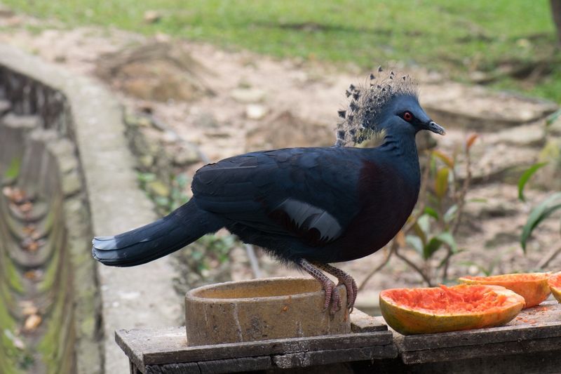 Unique Feeding Habits