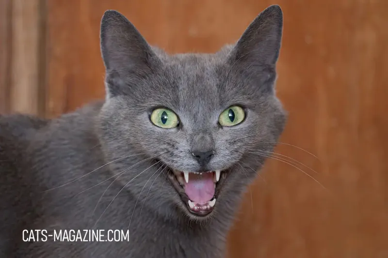 Unique Meowing Patterns