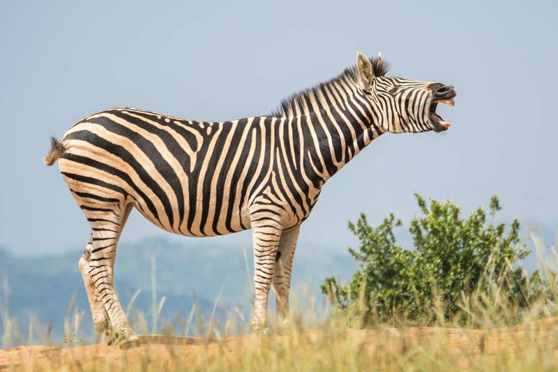 Unique Stripe Functions