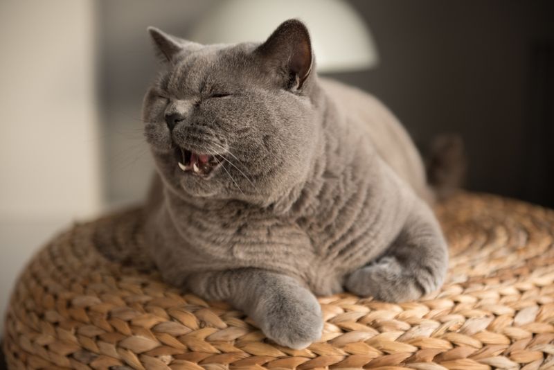 Unique Vocalization