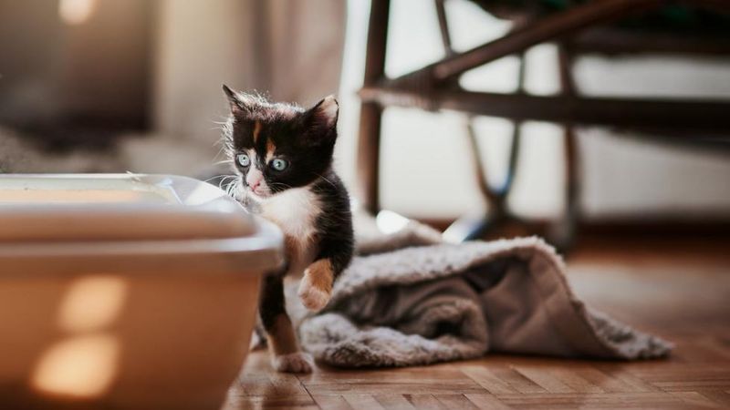 Unusual Litter Box Habits