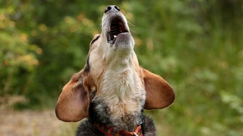 Unusual Vocalizations