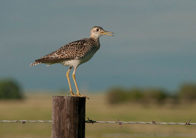 Upland Sandpiper