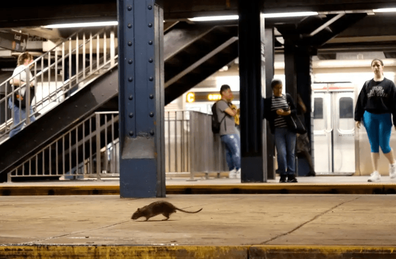 Urban Rats