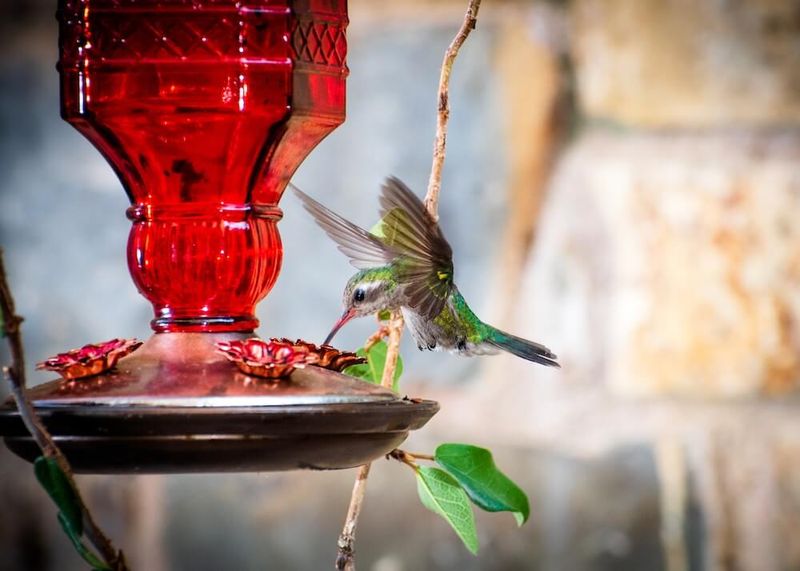 Use of Artificial Feeders