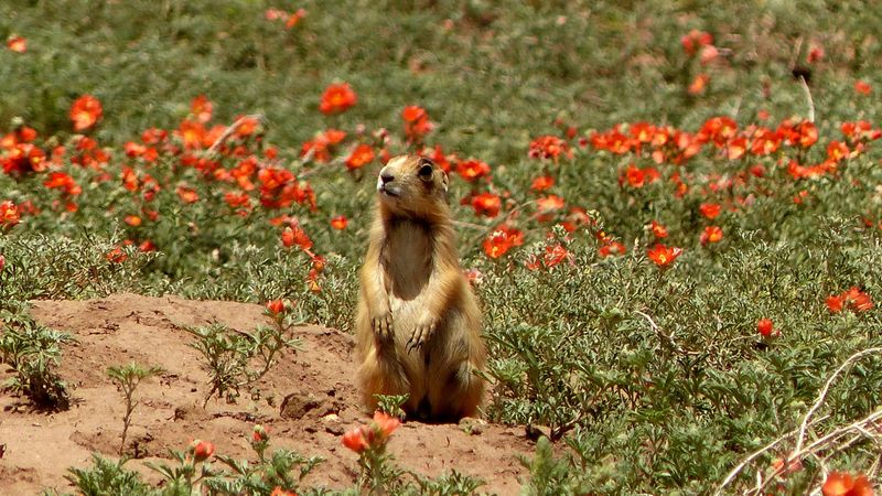 Utah Prairie Dog