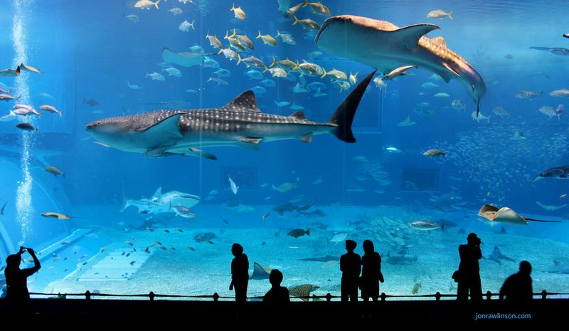 Vancouver Aquarium, Canada