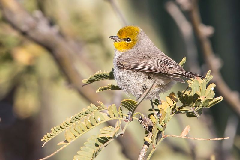 Verdin