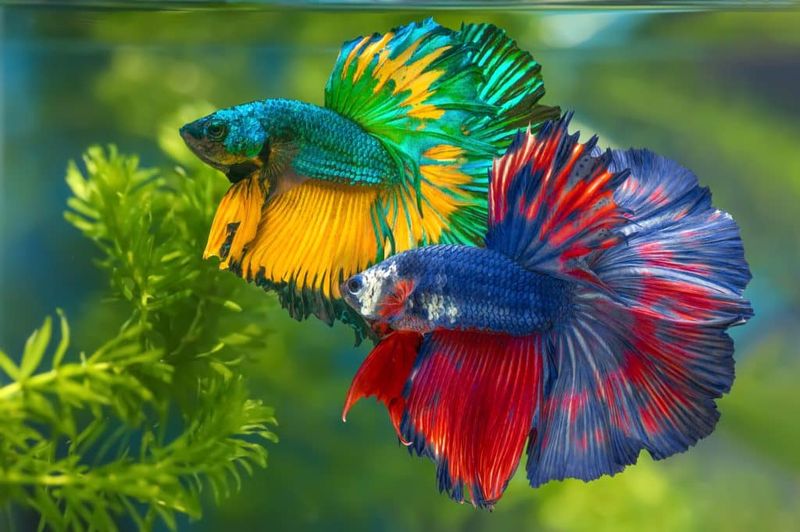 Vibrant Betta Fish