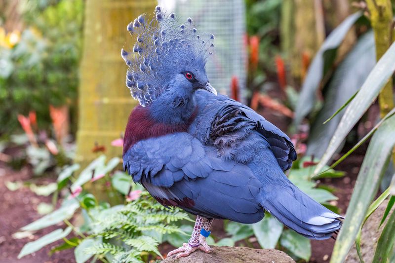 Vibrant Plumage