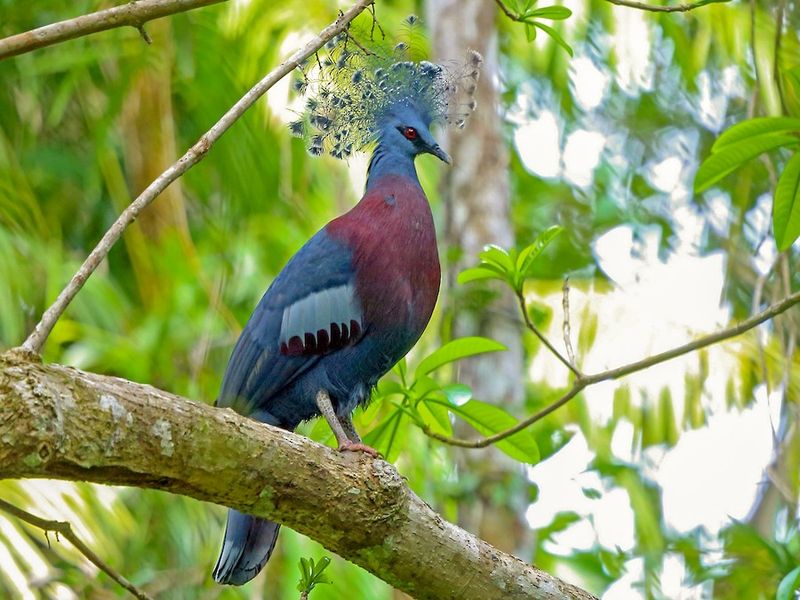 Victoria Crowned Pigeon