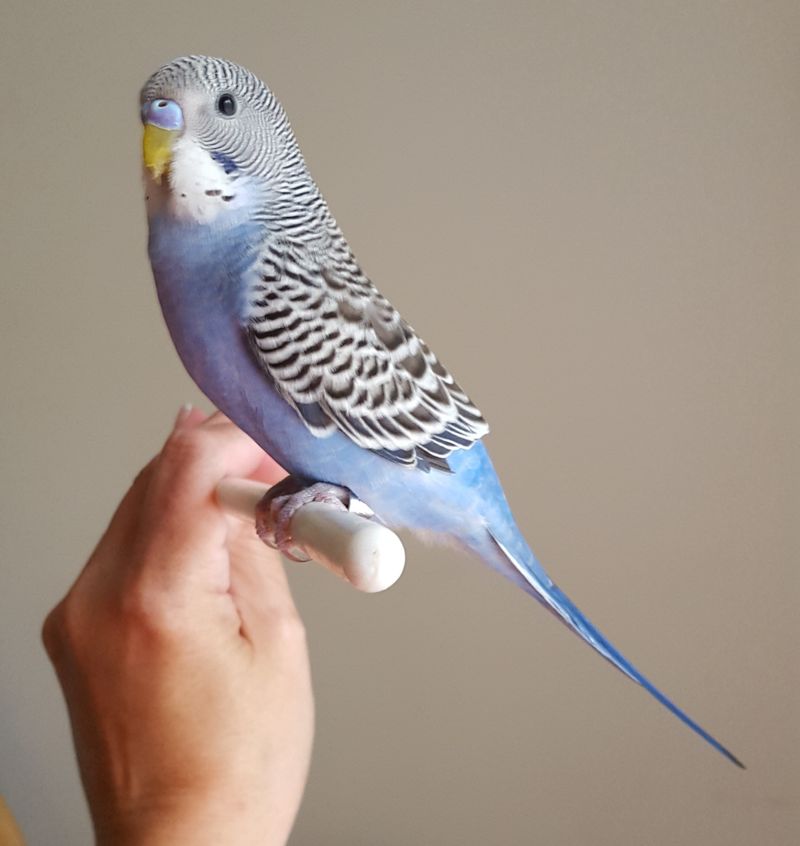 Violet Mutation