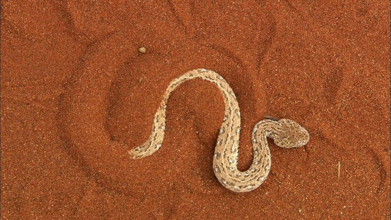 Viper's Hypnotic Movement