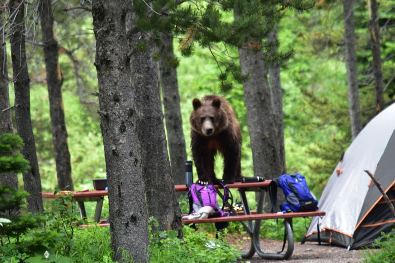 Visitor Guidelines