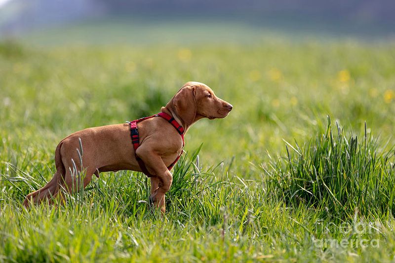 Vizsla