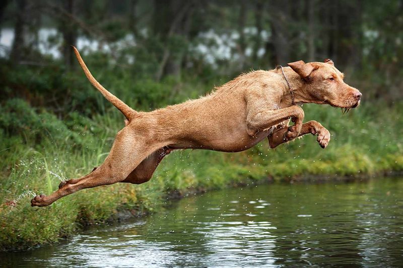 Vizsla