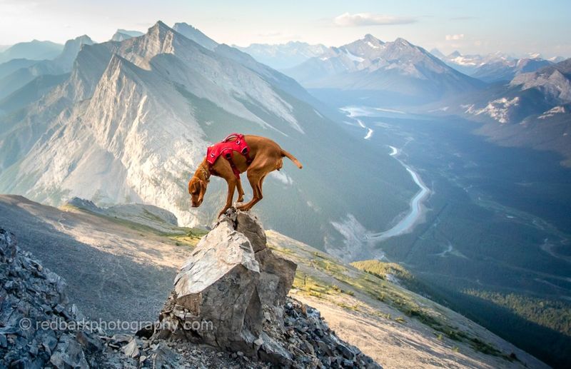 Vizsla