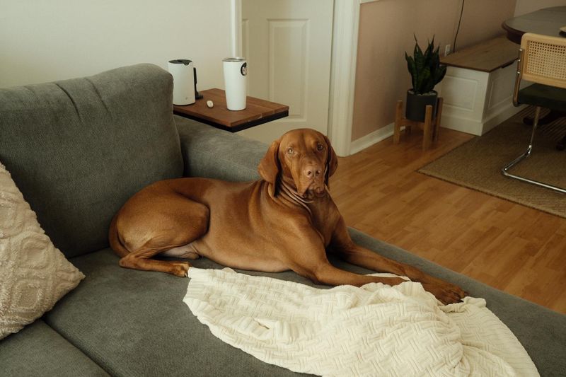 Vizsla