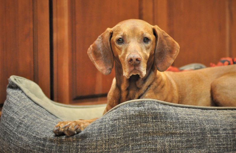 Vizsla