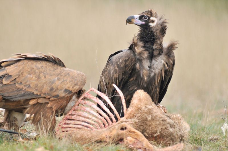 Vultures