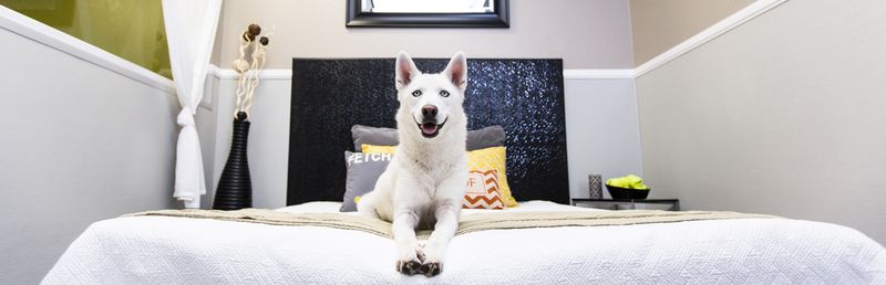 Wag Hotels San Francisco