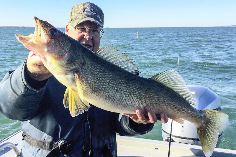 Walleye